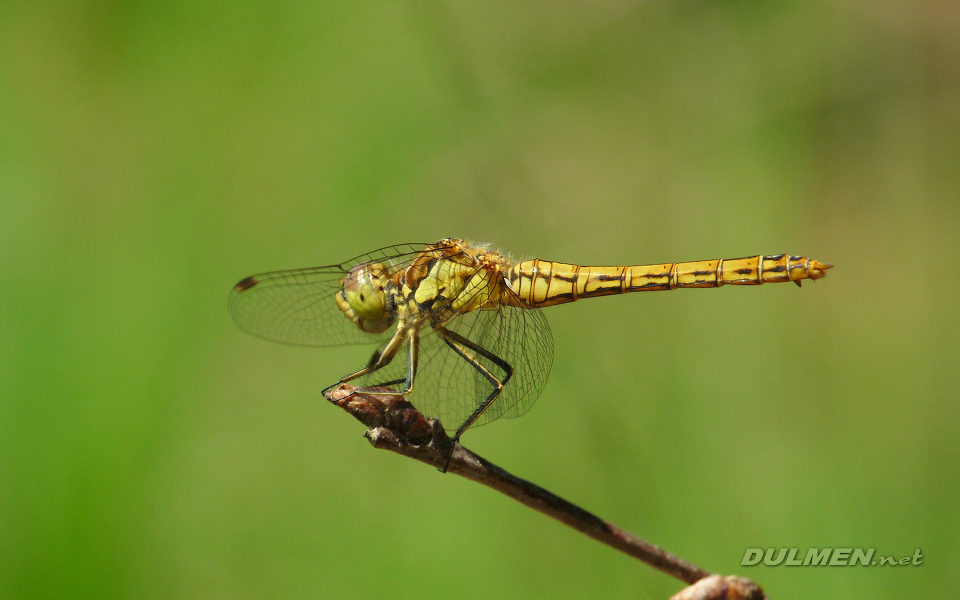 Moustached Darter (Female, Sympetrum vulgatum)